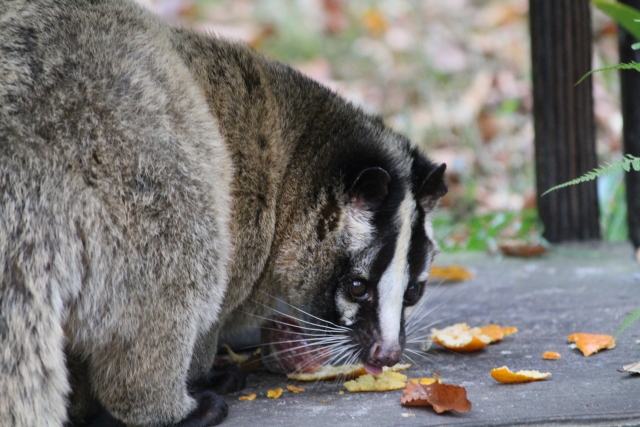 このメディアは、ハクビシンの被害に悩む人々が、効果的な対策を実践し、安心して快適な生活を送れるようになることを目指しています。